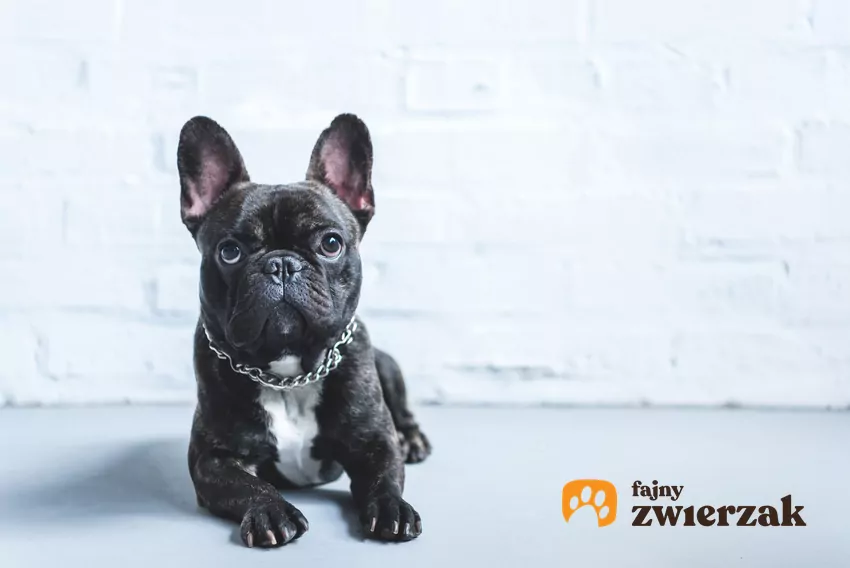 Buldog francuski, czyli pies rasy buldog, jego usposobienie, charakter i hodowla Pies rasy buldog francuski na tle białej ściany, a także jego charakter i opinie