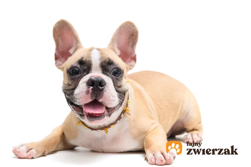 Buldog francuski krok po kroku, czyli charakter psa tej rasy i cechy Buldog francuski na białym tle oraz jego charakter, cechy i cena