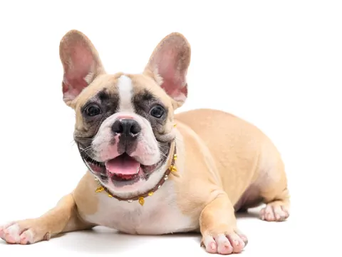Czy buldog francuski to rasa dla Ciebie