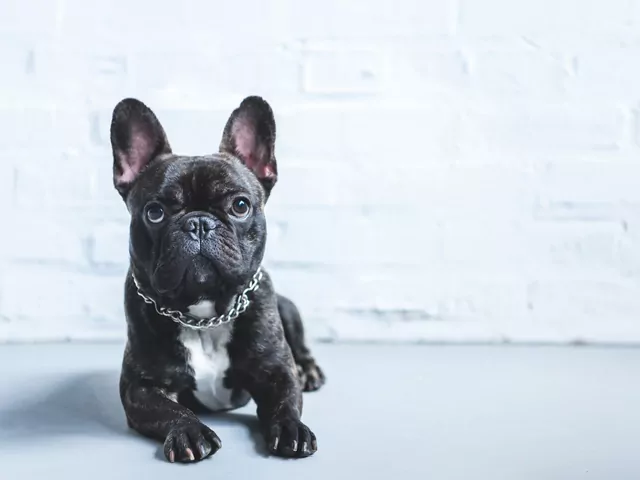 Czy buldog francuski to rasa dla Ciebie