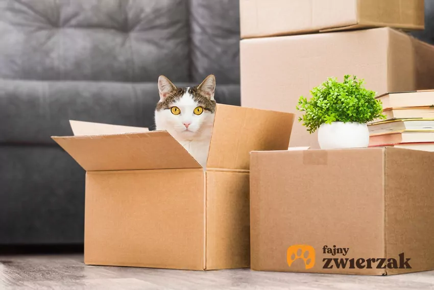 Kot w pudełku kartonowym