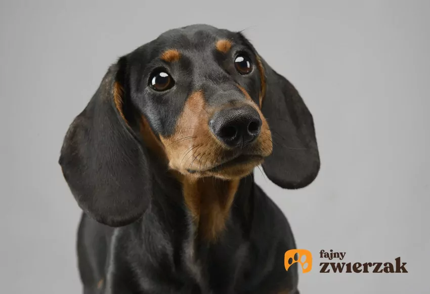 Pies rasy jamnik krótkowłosy, gładkowłosy na szarym tle, a także jego wychowanie i cena