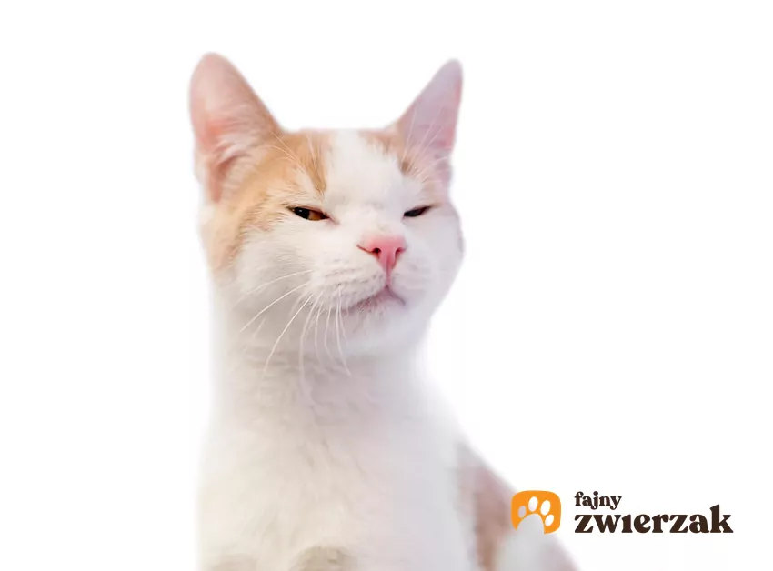 Kot z zamkniętymi oczami