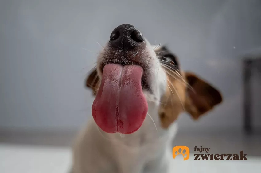 Pies liże coś przed sobą