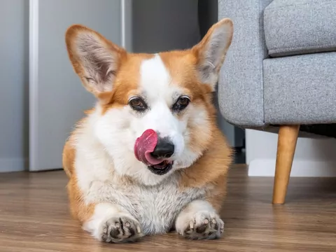 Co zrobić, gdy pies liże podłogę lub ściany?