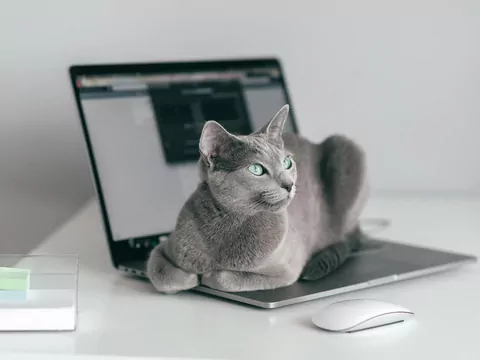 Dlaczego kot kładzie się na klawiaturze?