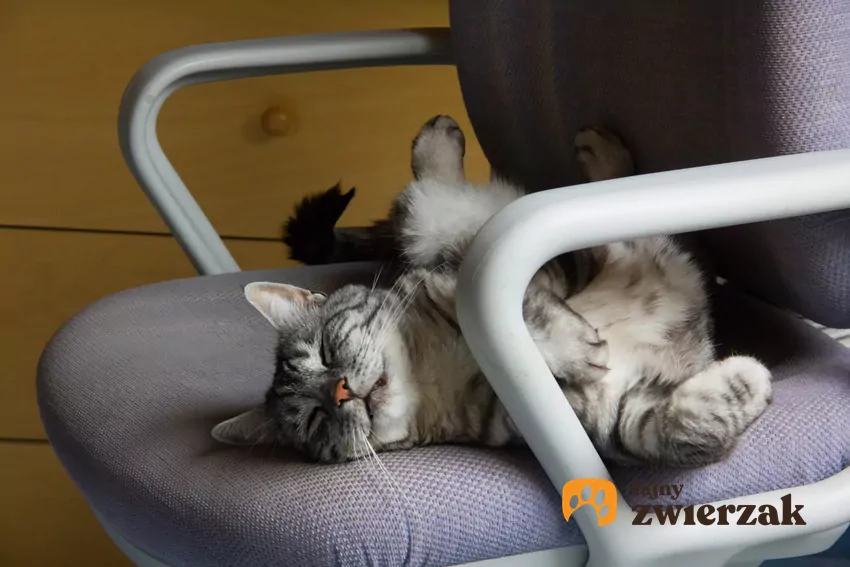 Gdy kot zajmuje Twoje miejsce, zaspokaja kilka kluczowych potrzeb Kot na krześle