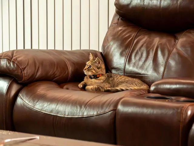 Dlaczego kot „kradnie” twoje miejsce?