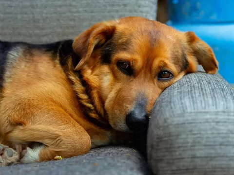 Dlaczego psy śpią dłużej w zimie?