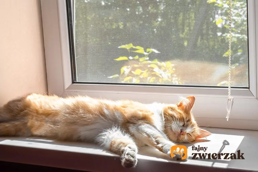 O udarze cieplnym u kota mówimy wtedy, kiedy temperatura jego ciała osiągnie 40℃ Kot na parapecie