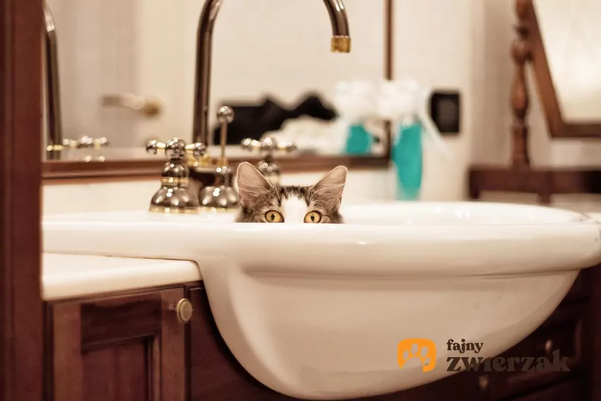 Kafle, ceramika i zimna porcelana idealnie równoważą temperaturę ciała kota w gorące dni Kot w umywalce