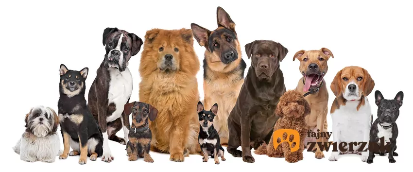 Psy różnych ras