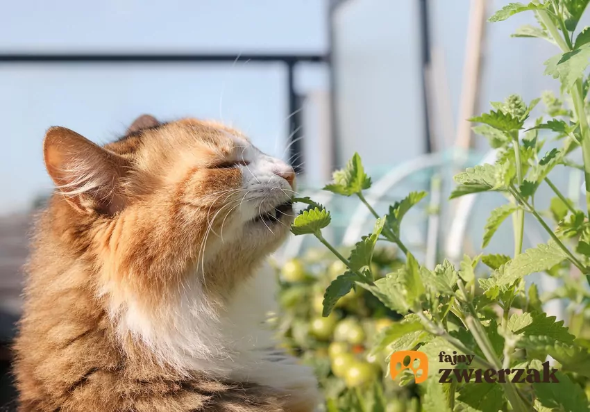 Kot wącha kocimiętkę
