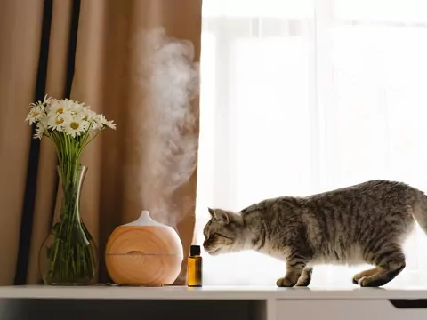 Zapachy a nastrój kota