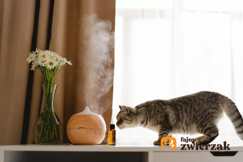 Kot i dyfuzor olejków