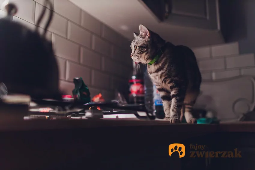 Kot na kuchennym blacie