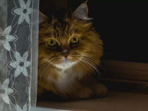 Kocia „głupawka” w nocy