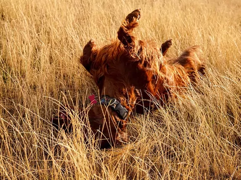 Wyjaśnienie dziwnych zachowań psów