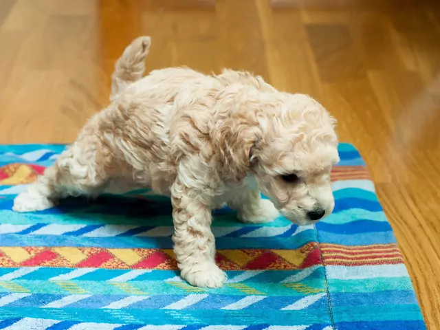 Nauka czystości szczeniaka