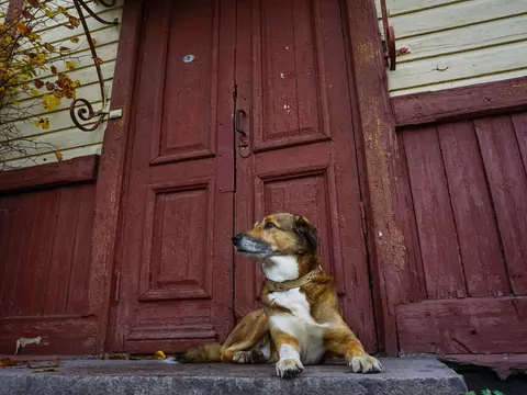 Dlaczego pies kładzie się plecami do drzwi?