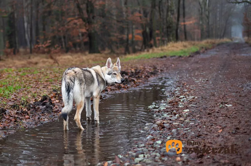 Większość psów uwielbia bieganie po kałużach i po błocie Pies stojący w kałuży