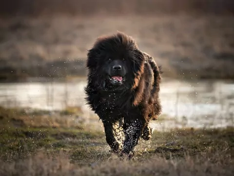 Dlaczego psy kochają błoto?