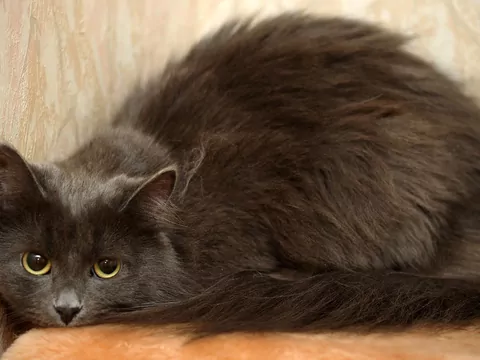 Dlaczego kot „zastyga” w pół kroku?