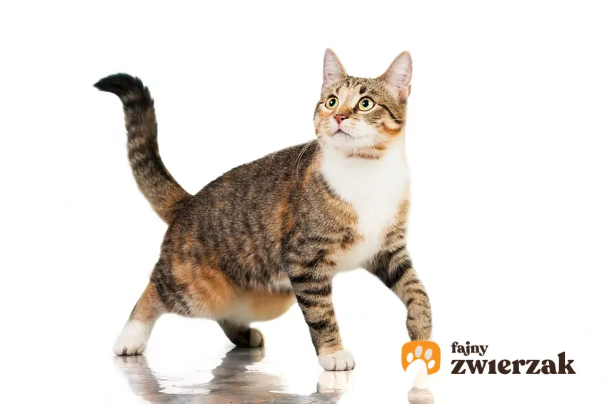 Kot stoi z uniesioną łapą