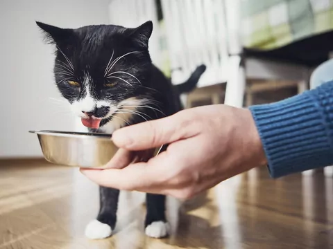 Dlaczego kot przestawia miski?