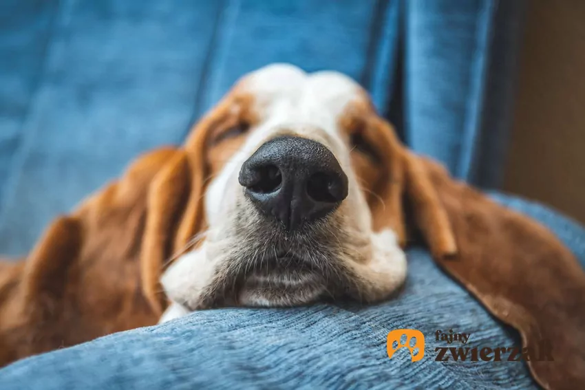 Śpiący basset z dużym nosem