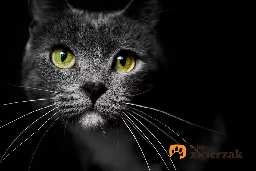 Kot z luźnymi wąsami