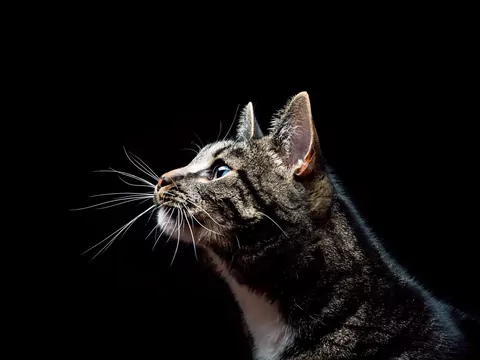Co mówią wąsy kota?