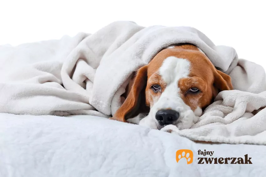 Pies leżący pod kocem