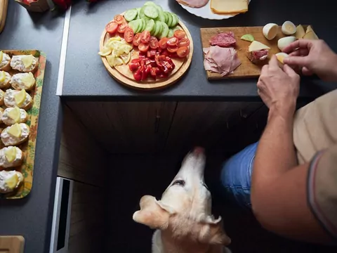 Jak oduczyć psa żebrania przy stole?