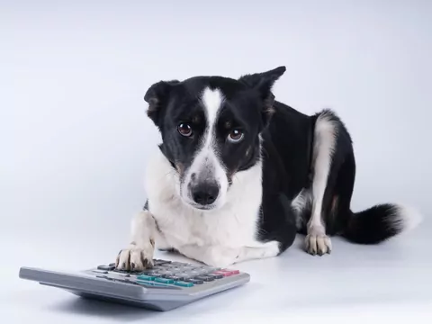 Czy pies potrafi „liczyć” przysmaki?