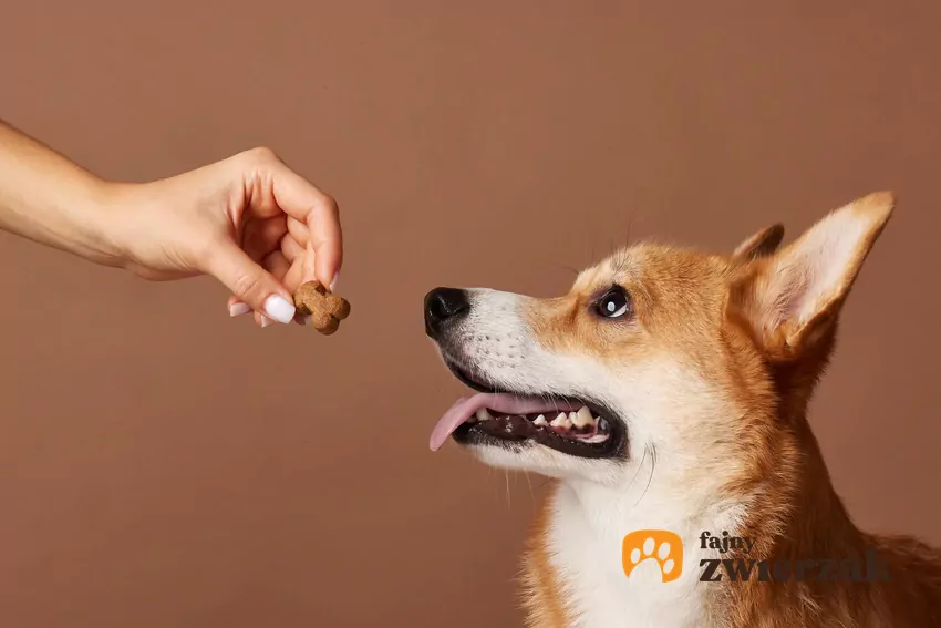Eksperymenty naukowe dowiodły, że psy potrafią oszacować ilość prezentowanych im przysmaków Pies i ręka człowieka z przysmakiem