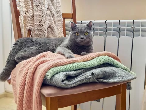 Dlaczego kot kładzie się na ubraniach gości?