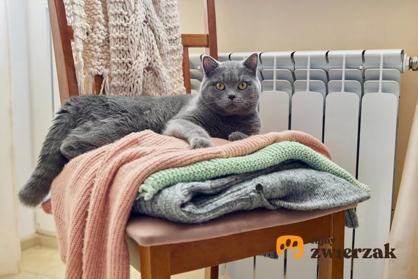 Ciekawą alternatywą dla mruczka może być również kosz z Twoją używaną garderobą Kot w swetrach