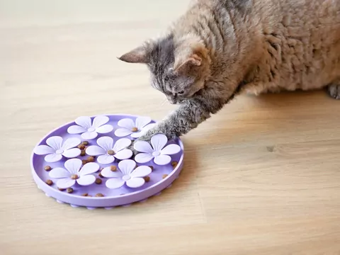 Dlaczego kot odprowadza Cię do przedpokoju?