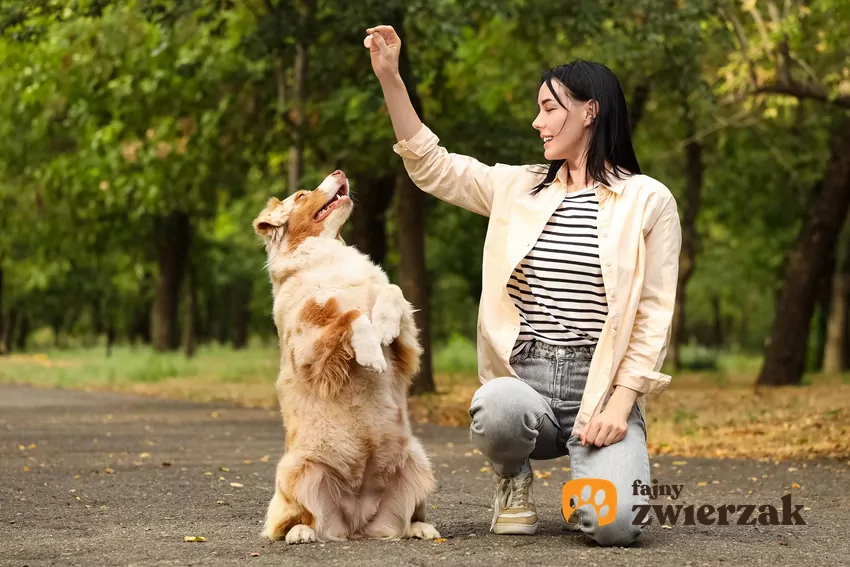 Sygnał zwalniający to komenda, która mówi psu, że dane zadanie zostało wykonane, a on może wrócić do swobodnego zachowania Pies wykonuje sztuczkę