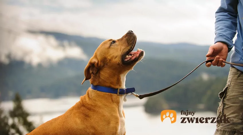 Pies patrzy na człowieka