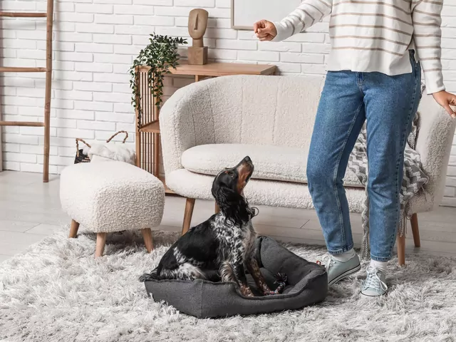 Komenda "na miejsce" u psa