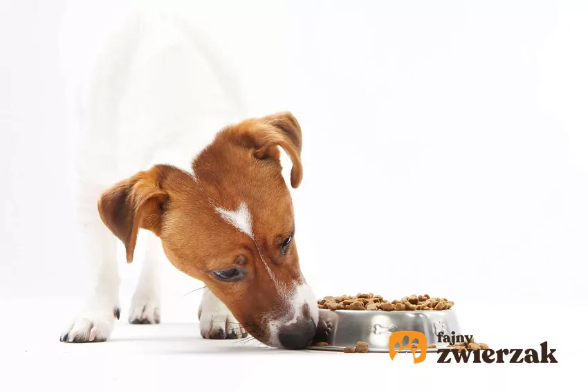 Pies leży przy misce pełnej jedzenia