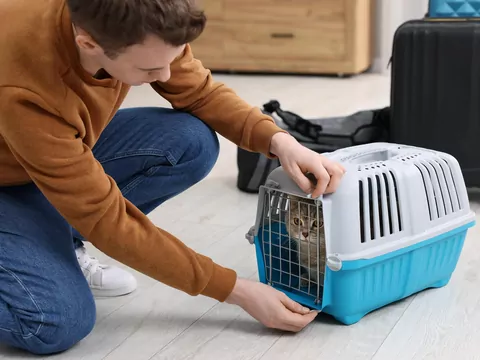 Jak nauczyć kota wchodzenia do transportera?