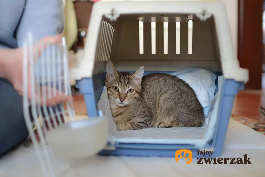 Naukę wchodzenia do transportera zacznij od wyciągnięcia tego znienawidzonego przedmiotu z szafy i ustawienia go w atrakcyjnej części mieszkania Kot w transporterze