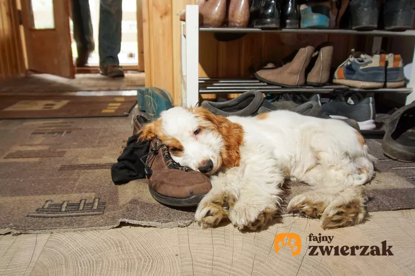 Pies leży z głową opartą o but