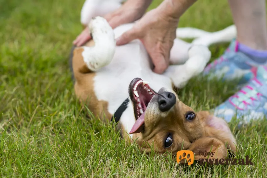 Adopcja to szansa na szczęśliwe życie dla zwierzęcia i człowieka Weekend Adopcji TOZ i Mars Polska