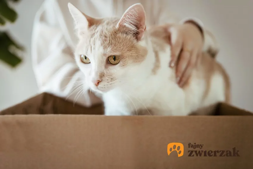 Wolontariusze TOZ codziennie dbają o bezdomne psy i koty Weekend Adopcji TOZ i Mars Polska