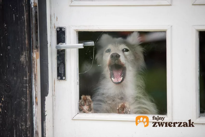 Pies szczeka przy drzwiach
