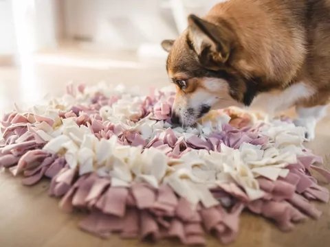 Jak oduczyć psa szczekania na gości?